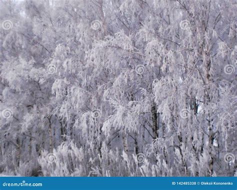 trees  hoarfrost winter landscape snow covered trees stock photo
