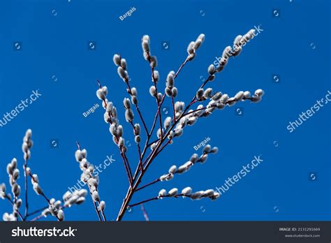 Beautiful Pussy Willow Flowering Branches Fluffy Stock Photo 2131291669 Shutterstock