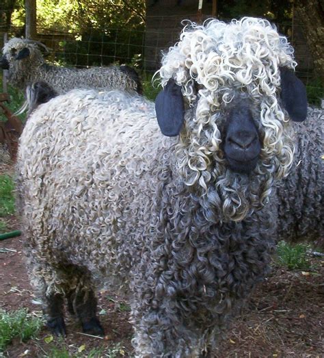 File:Colored Angora Goat.jpg - Wikimedia Commons