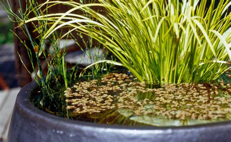 Water Pots - Burke's Backyard