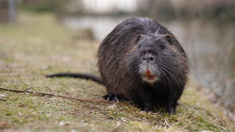 Nutria Archives Invasive Species Blog