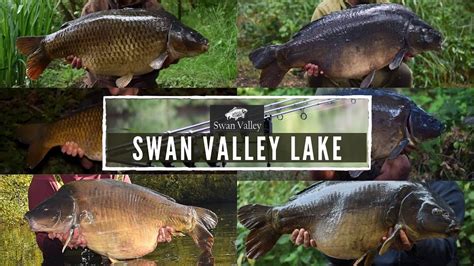 Swan Valley Lake A New Carp Fishing Venue In Yateley Home Of The 40