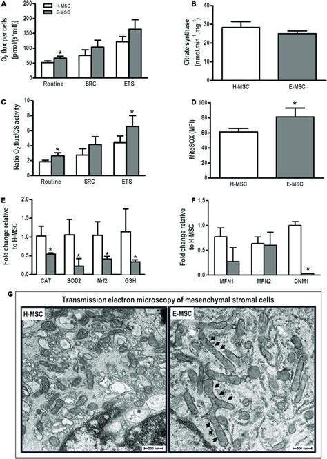 characterization  mitochondria  mscs  healthy