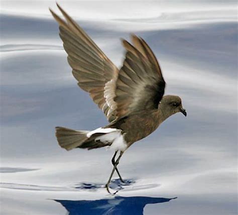 Wilson’s petrel | bird | Britannica