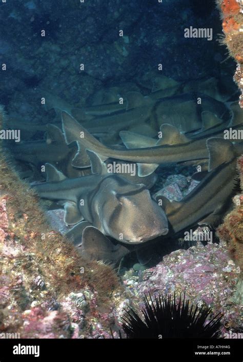 Port Jackson Sharks Heterodontus Portusjacksoni Group In A Cave Forster