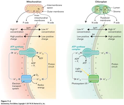 Electron Transport And Oxidative Phosphorylation Flashcards Quizlet