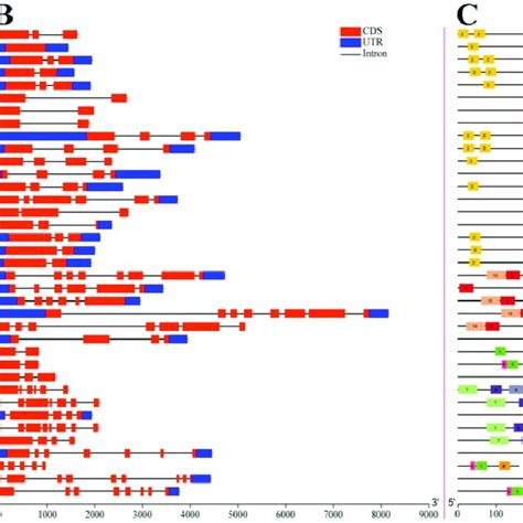 Phylogenetic Relationships Gene Structure And Conserved Motifs Of