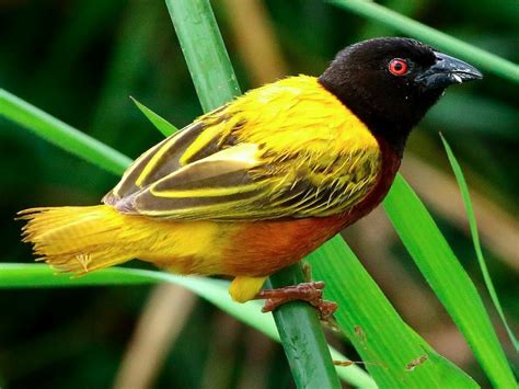 Golden Backed Weaver Ebird