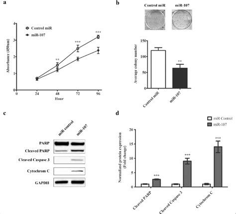 Mir 107 Inhibits Melanoma Cell Proliferation Colony Formation And Download Scientific Diagram