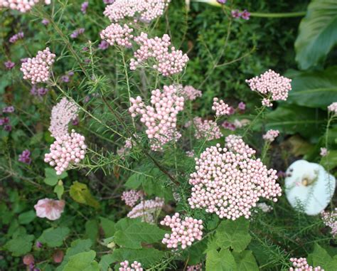 The Gardens of Petersonville: Rice Flower Plant