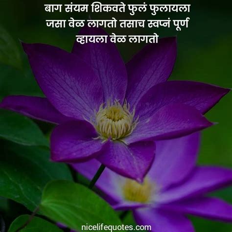 101 Flower Quotes In Marathi फुलावर सुंदर सुविचार मराठीत