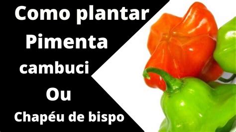 Pimenta Cambuci ou chapéu de bispo fácil de plantar vejam YouTube