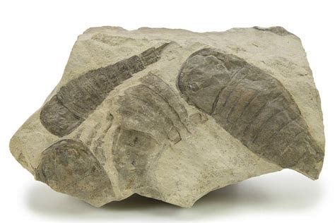 5" Plate of Eurypterus (Sea Scorpion) Fossils - Ukraine (#284407) For ...