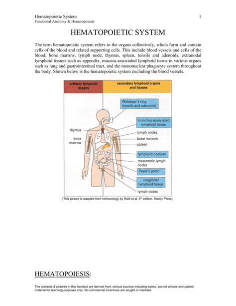 HEMATOPOIETIC SYSTEM