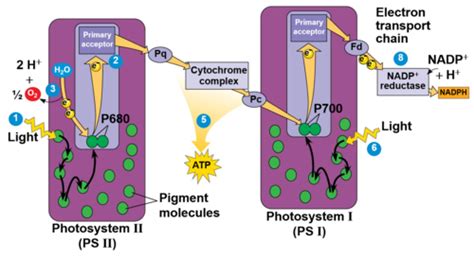 chapter 10: photosynthesis (2) Flashcards | Quizlet