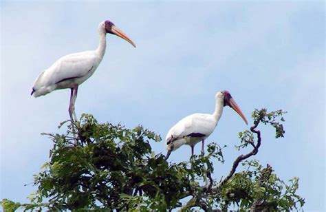 Burung Ini Setia Untuk Kunjungi Pulau Rambut