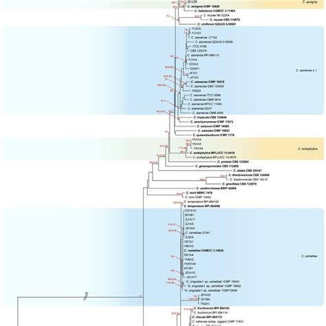 Phylogenetic Tree Generated By Maximum Likelihood Analysis Based On Download Scientific Diagram