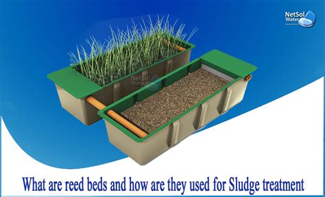 What Are Reed Beds And How Are They Used For Sludge Treatment