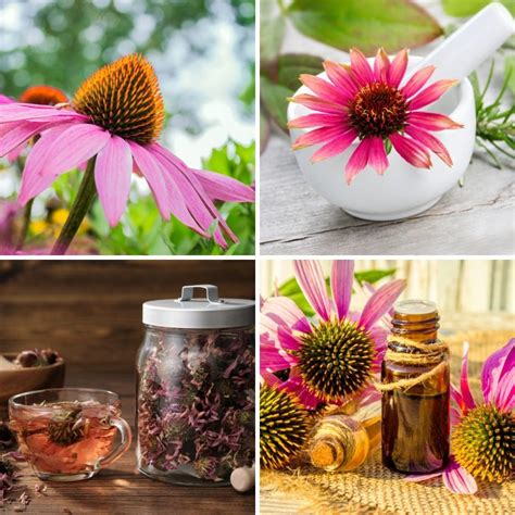 Benefits Of Echinacea Both Proven And Traditional Gardensall