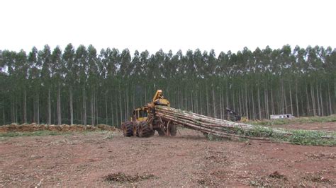 Plantaciones Forestales Arborizaciones