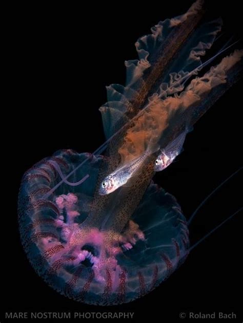 17 Best images about Sea Life ~ Jellyfish on Pinterest | Underwater, Ocean life and Black sea