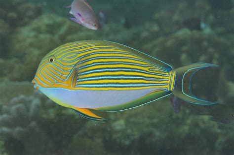 Striped Surgeonfish Acanthurus Lineatus Mark Rosenstein Flickr