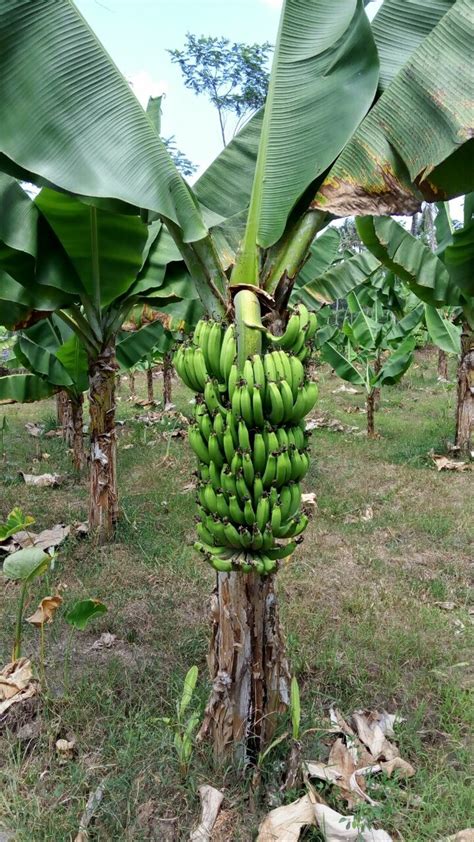 Jual Promo Bibit Pisang Cavendish 100 Pohon Di Lapak Ziyada Agrostore