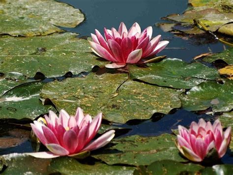 Lise Charmel Channels Monet With The New Amour Nymphéa Collection Lingerie Briefs by Ellen Lewis