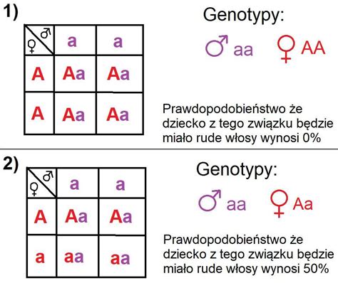 Daje naj prosiłbym zeby byla gameta krzyzowka genetyczna itd fenotyp