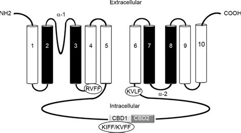 Putative Pp Binding Motifs Within Ncx Topology Model Of Na Ca