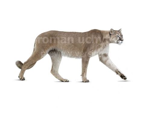 Miracinonyx (white background) | Prehistoric animals, Animals, Mammals