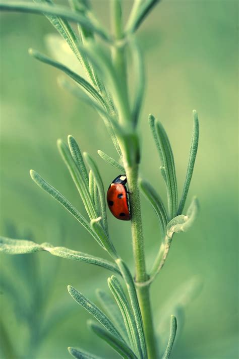 Lavender Kumbang Kecil Serangga Foto Gratis Di Pixabay Pixabay