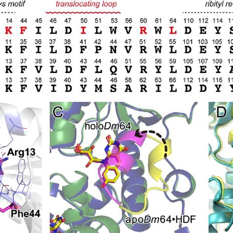 The 8 HDF Binding Site Of 6 4 PLs A Amino Acid Residues Located