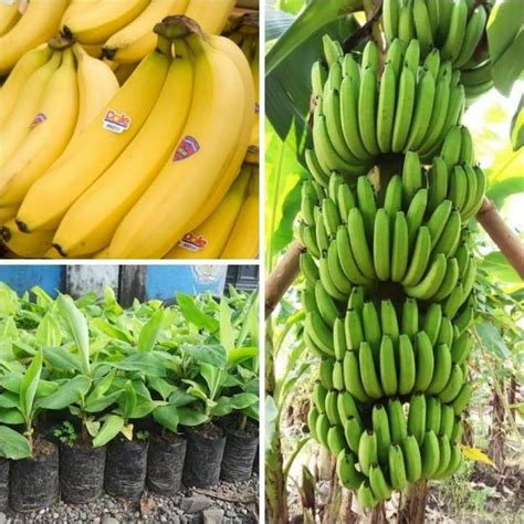 Jual Bibit Pisang Cavendish Grade Sunpride Kota Banten Luluflix