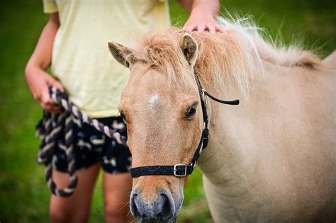 Tobi & Peanut Therapy Ponies | Northern Ireland