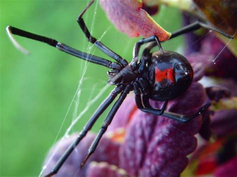Big Ass Black Widow Epicsoid Com