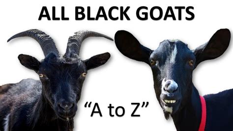 All Black Goat Breeds A To Z Black Goat Goat Goat Breeds