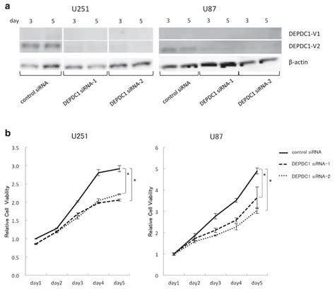 Inhibition Of Glioma Cell Proliferation By Depdc1 Downregulation A