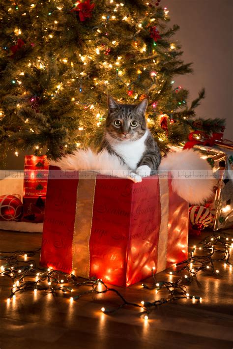 A Cat Sitting On Top Of A Red Present Box Under A Christmas Tree With