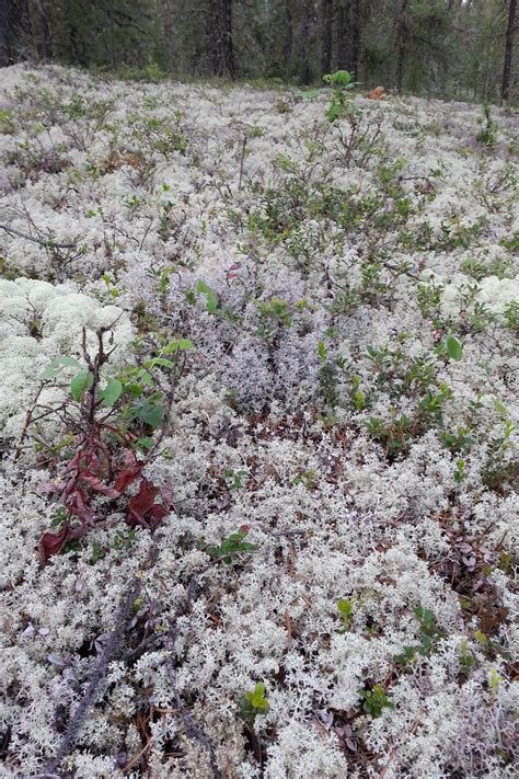 Breeding Birds in the Boreal forest - Bird Canada