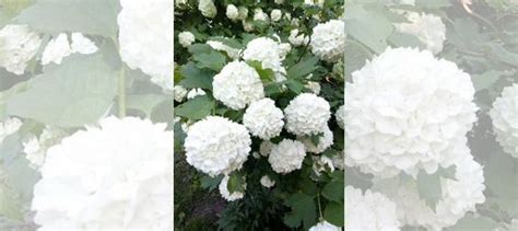 Калина, спирея, чубушник купить в Уфе | Товары для дома и дачи | Авито