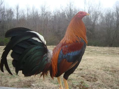 Types Of Game Roosters At Lori Sullivan Blog