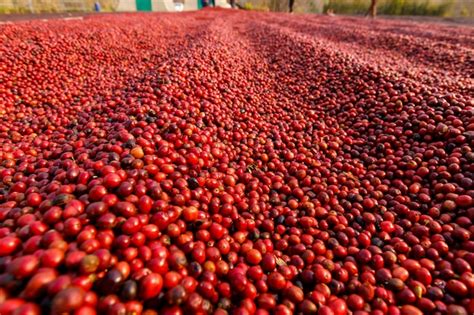 Premium Photo | Coffee beans drying in the sun. coffee plantations at ...