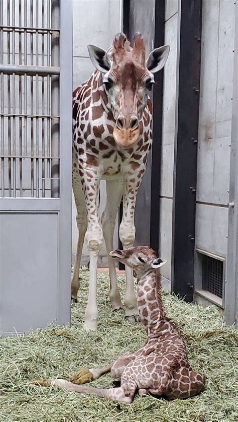 キリンのハルカスと赤ちゃん あべの経済新聞