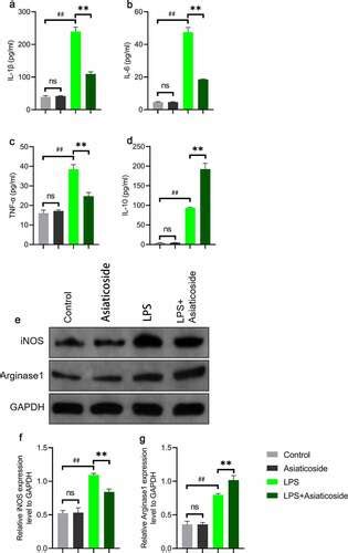 Full Article Protective Effects Of Asiaticoside On Renal Ischemia