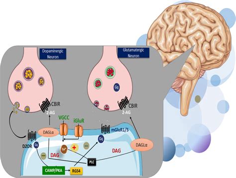 Dopamine Plays A Crucial Role In Regulating Camp Synthesis And Protein