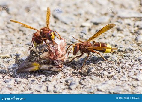 The Oriental Hornet Vespa Orientalis Royalty Free Stock Photography ...