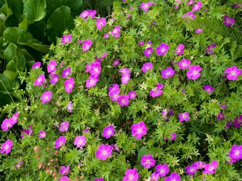 Geranium Sanguineum New Hampshire Purple P Cm