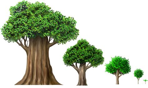 Stages Of Tree Growth Images – Browse 7,232 Stock Photos, Vectors, and ...