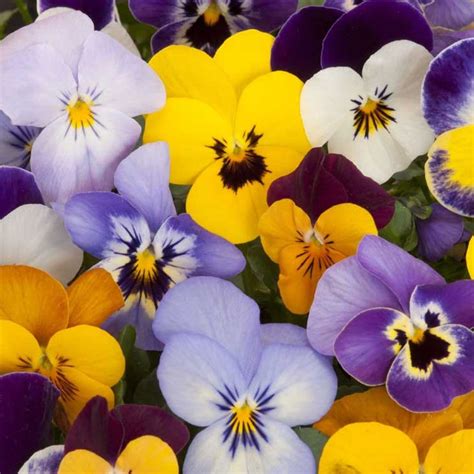 Cómo cultivar pensamientos una planta de invierno con flor